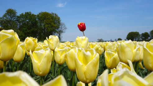 tulips-2580116_1920
